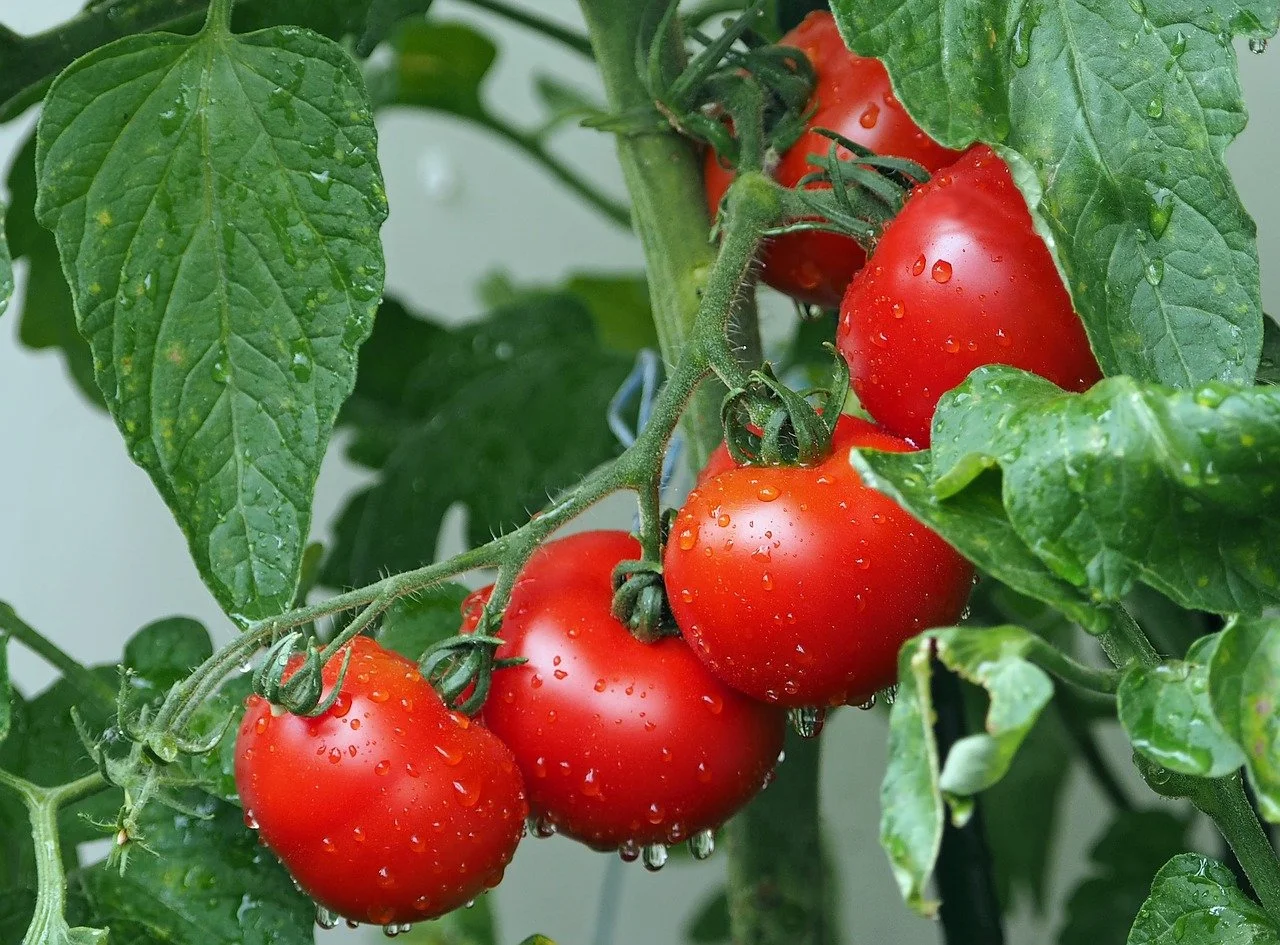 potager pour votre balcon